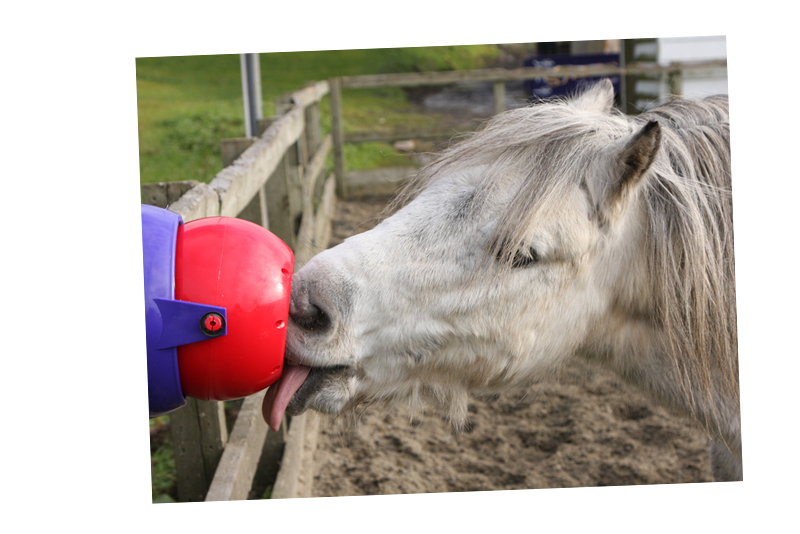 Likit Tongue Twister - SHOP HORSE